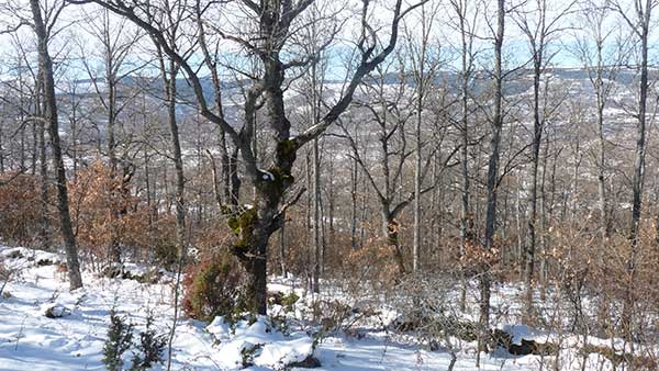 Agricultura Periurbana Estudios Rurales Forestales Y Del - 